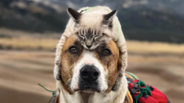 dog and cat together.png